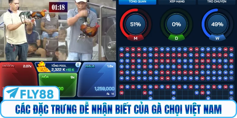 Các đặc trưng dễ nhận biết của gà chọi Việt Nam